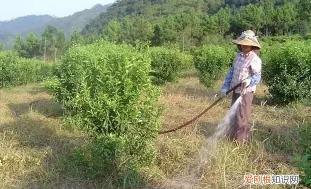 滴灌施肥到底有什么好处?怎么使用才正确呢