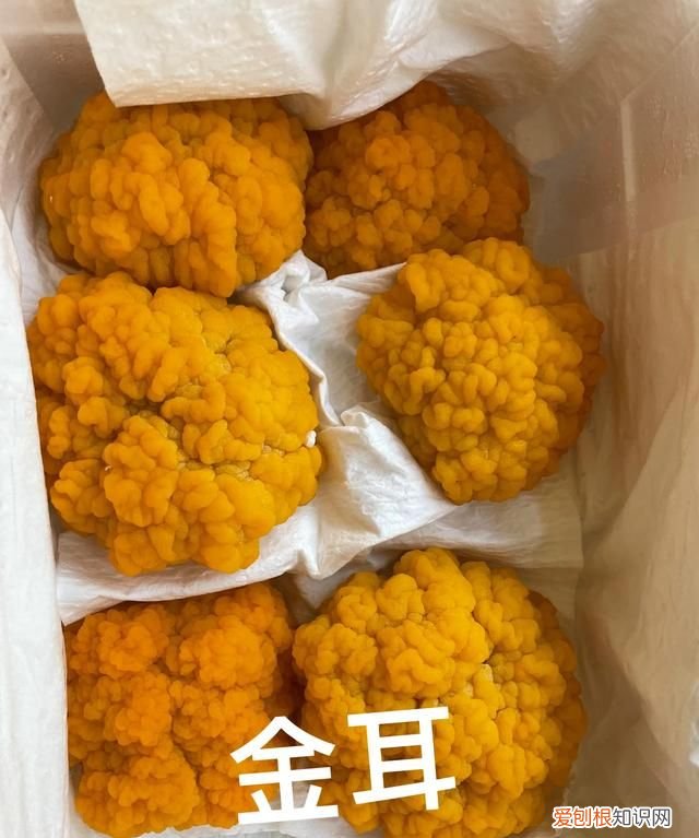 金耳坠 金耳
