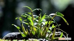 霍山石斛与其它石斛有什么区别,霍山石斛与雁荡山石斛哪个好