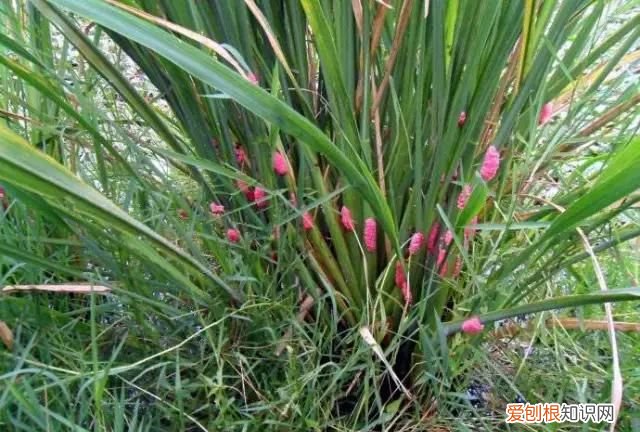 酱爆田螺还有寄生虫吗,辣爆田螺的卵能吃吗