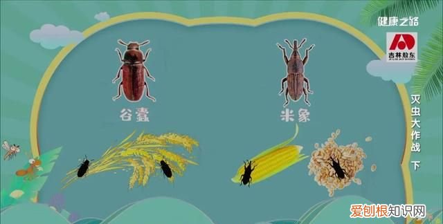 家里有蟑螂等虫子怎样能彻底消灭 灭蟑螂蚊子用什么药好