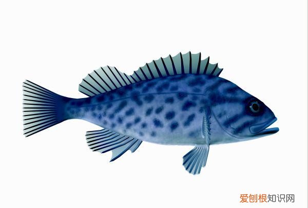 黑鱼能清蒸，黑鱼怎么炒才好吃视频