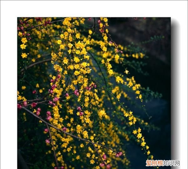 迎春花嫁接什么树，迎春花能嫁接茉莉花吗