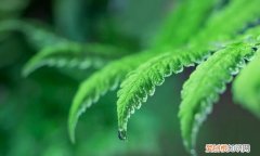 白露后记得多吃这5种食材,白露和什么泡水喝养胃