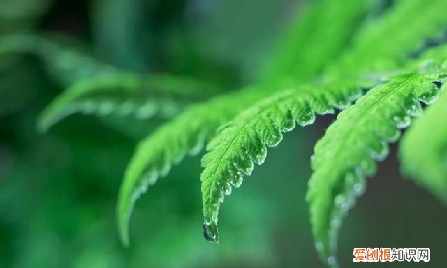白露后记得多吃这5种食材,白露和什么泡水喝养胃