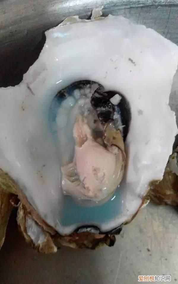 生蚝蒸熟变绿色怎么回事,买的生蚝打开后肉是黑色的