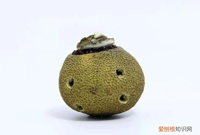 柑普茶怎么泡最好 小青柑柑普茶的冲泡方法