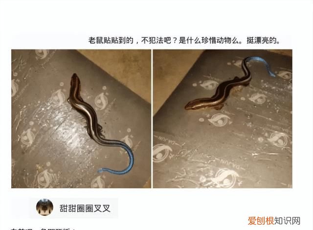 “老鼠贴粘到的，吃了不会犯法吧？”网友：争取死缓吧！哈哈哈
