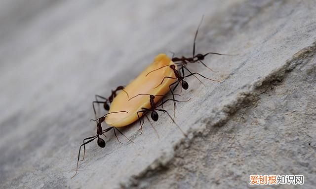 家里有蚂蚁?赶快试试这几招可以吗?