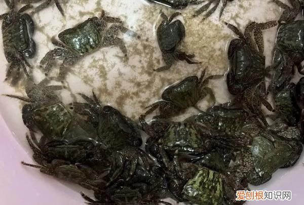 注意!这种螃蟹,慎吃!,螃蟹注意事项
