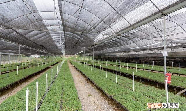 建设温室大棚设施农业时,首先考虑的是哪种气候资源?