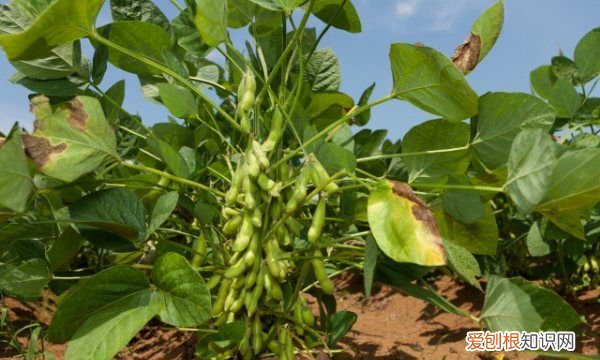 毛豆怎样种植才能高产，毛豆种植的行株距是多少