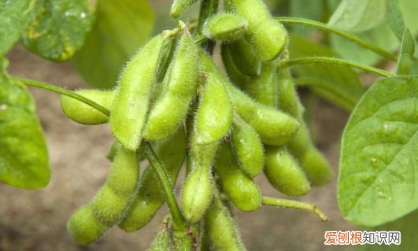 毛豆怎样种植才能高产,毛豆种植的行株距是多少