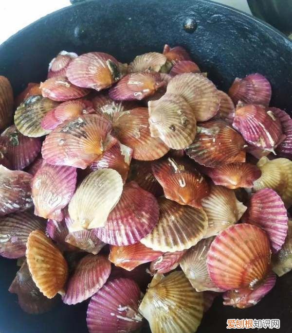 新鲜扇贝肉的做法,新鲜扇贝的做法大全