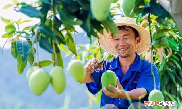 吃完的芒果核别扔掉可以做发夹