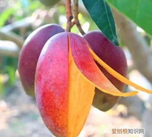 吃完的芒果核别扔掉可以做发夹