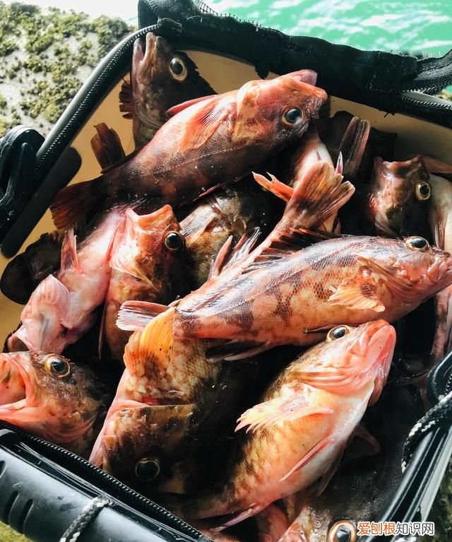 海钓石九公打窝吗 海钓石九公
