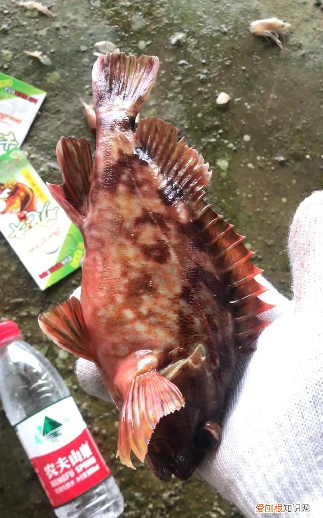 海钓石九公打窝吗 海钓石九公