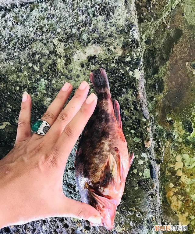 海钓石九公打窝吗 海钓石九公