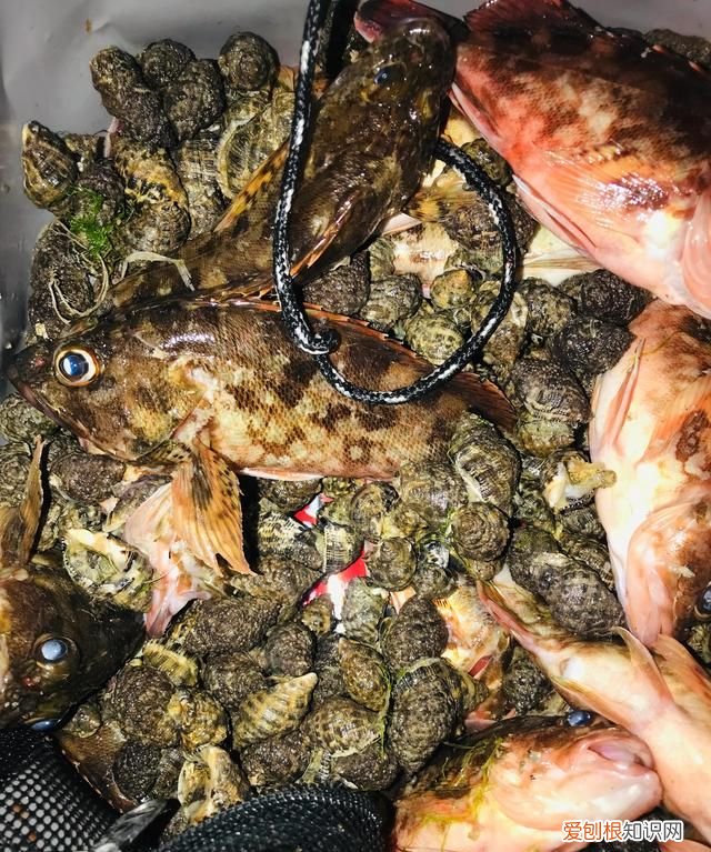 海钓石九公打窝吗 海钓石九公
