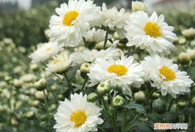 北方冬天喝菊花茶好吗,夏天最适合喝什么菊花茶