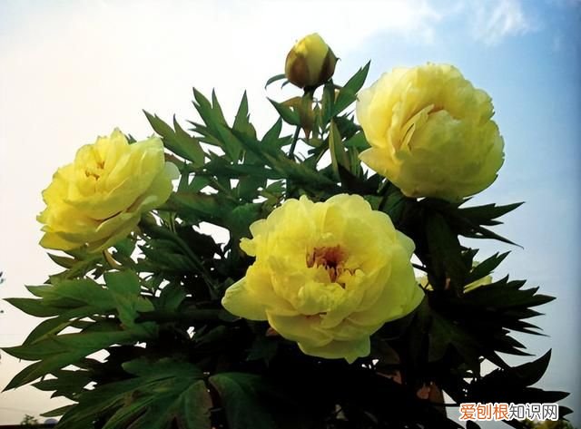 海黄牡丹晚开花品种 牡丹中的稀有品种海黄