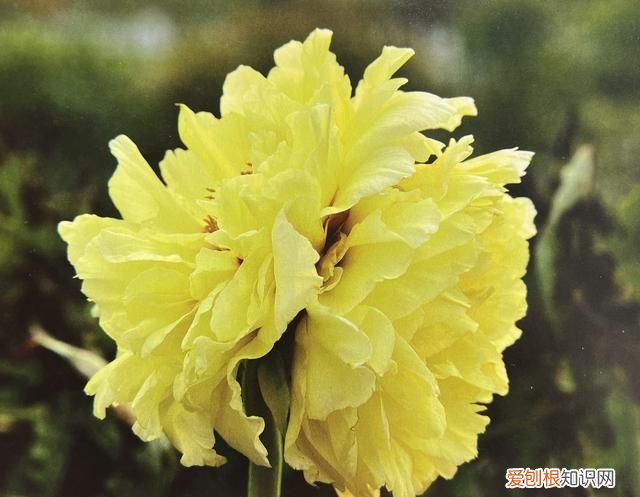 海黄牡丹晚开花品种 牡丹中的稀有品种海黄