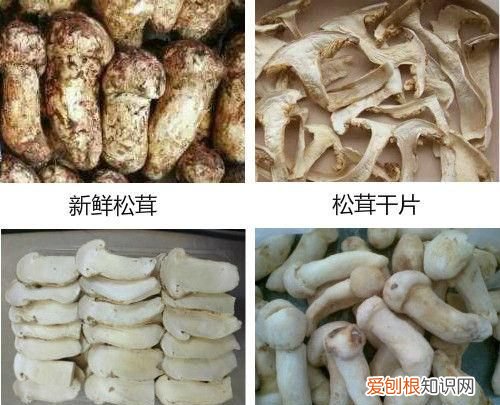 松茸知识大全 你还不了解的松茸知识都在这里