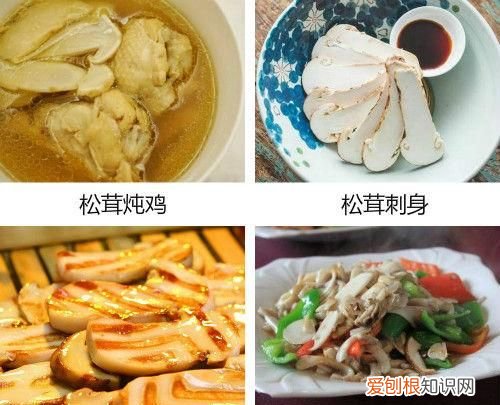 松茸知识大全 你还不了解的松茸知识都在这里