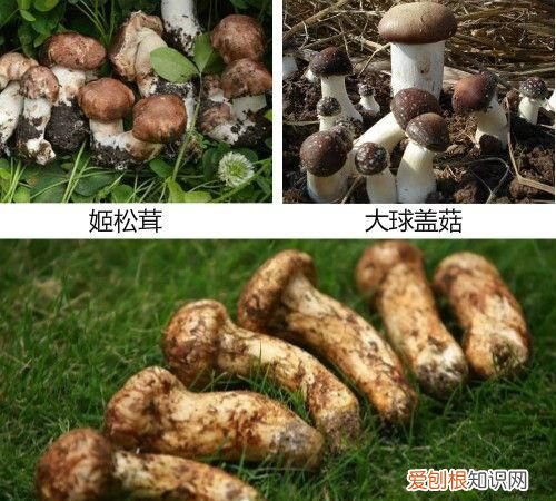 松茸知识大全 你还不了解的松茸知识都在这里