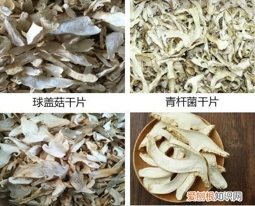 松茸知识大全 你还不了解的松茸知识都在这里