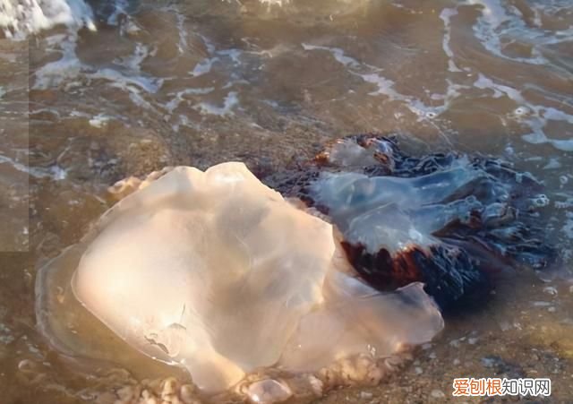 吃海蜇不能吃什么,海蜇是可以生吃的嘛