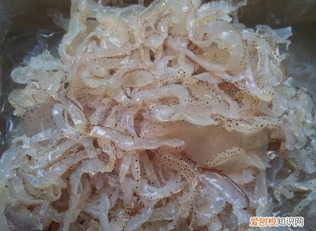 吃海蜇不能吃什么,海蜇是可以生吃的嘛