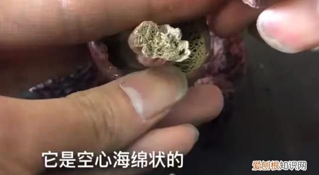 正宗红菇和假红菇辨别方法,正宗的红菇和假红菇怎么区分