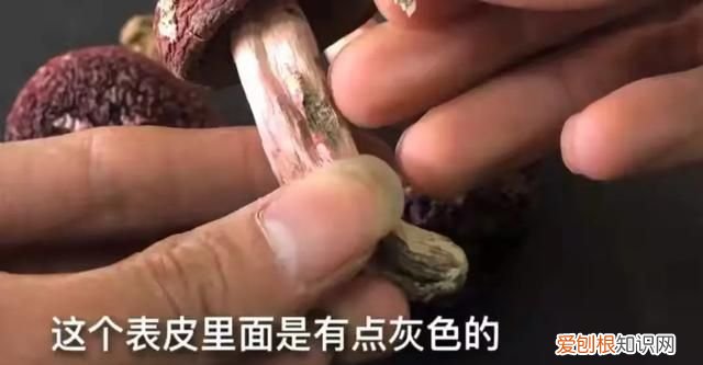 正宗红菇和假红菇辨别方法,正宗的红菇和假红菇怎么区分