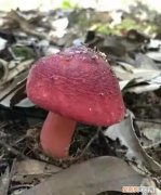正宗红菇和假红菇辨别方法,正宗的红菇和假红菇怎么区分