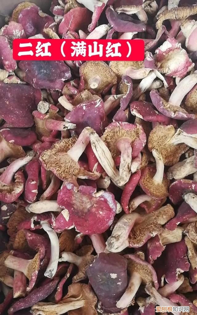 正宗红菇和假红菇辨别方法,正宗的红菇和假红菇怎么区分