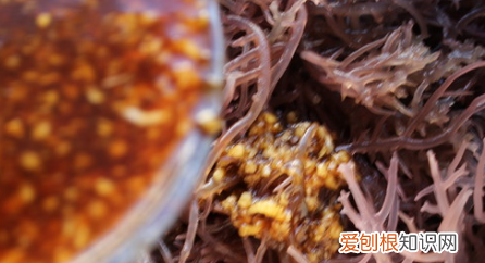 龙须菜怎么做