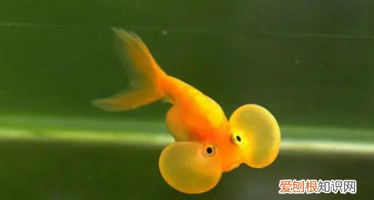 大眼鱼是什么鱼,大眼睛观赏鱼叫什么名字