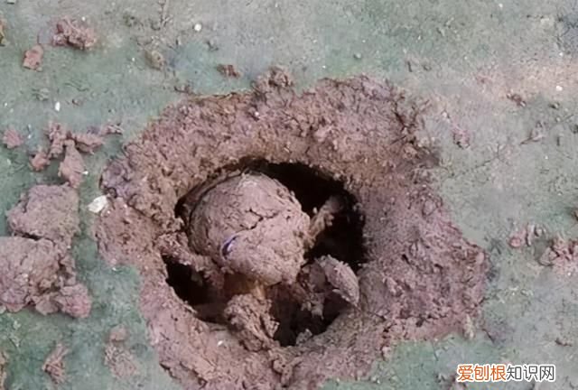 抓知了猴最佳方法 抓知了猴绝招