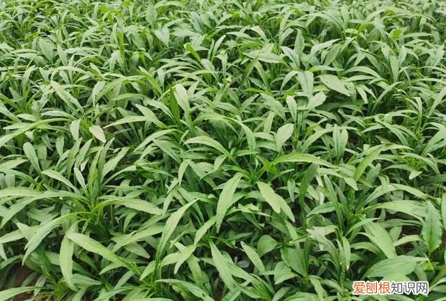 湖北时令菜的做法