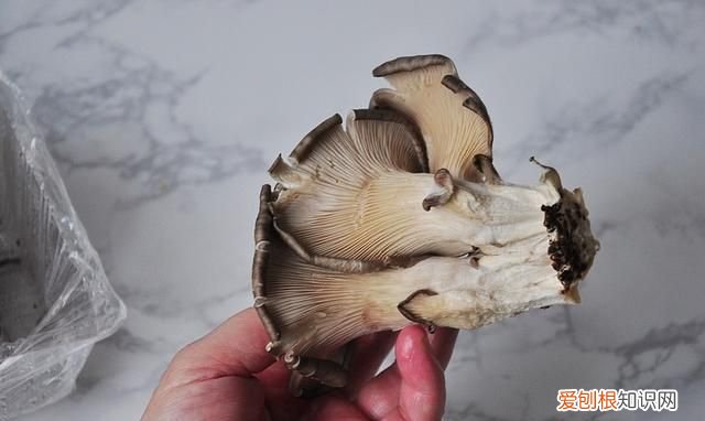 平菇出白毛敢炒着吃吗,蘑菇平菇炒多长时间能熟