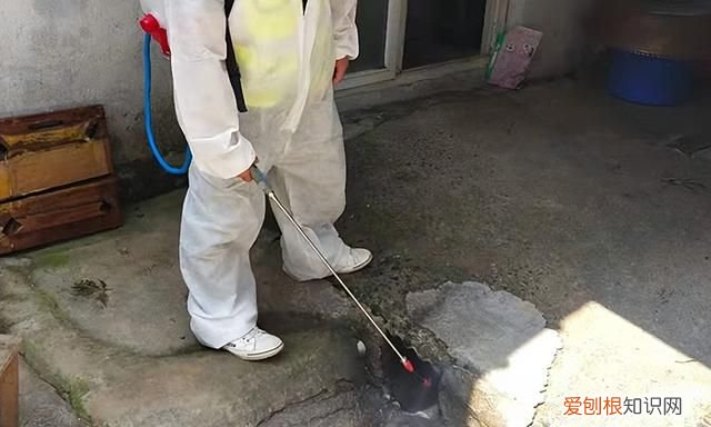 教你几招简单又方便的防鼠小技巧