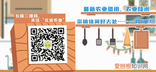 樱桃怎么保鲜放冰箱里可以吗 樱桃怎么放保鲜时间长