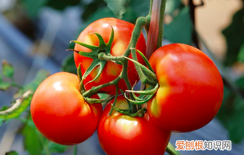 樱桃怎么保鲜放冰箱里可以吗 樱桃怎么放保鲜时间长