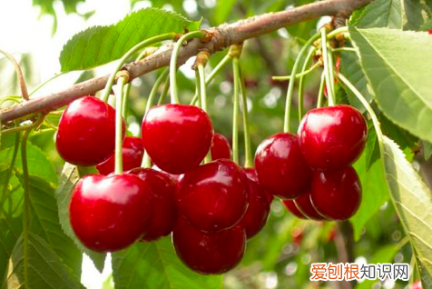 樱桃怎么保鲜放冰箱里可以吗 樱桃怎么放保鲜时间长