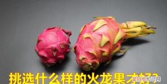 有关火龙果的幼儿小知识 火龙果的知识有哪些