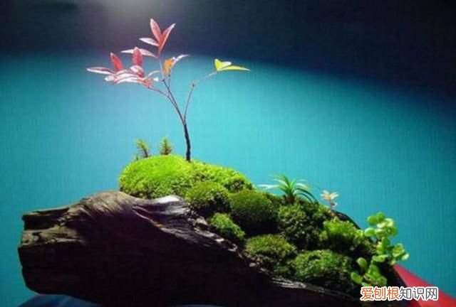 做苔藓盆景需要哪些工具