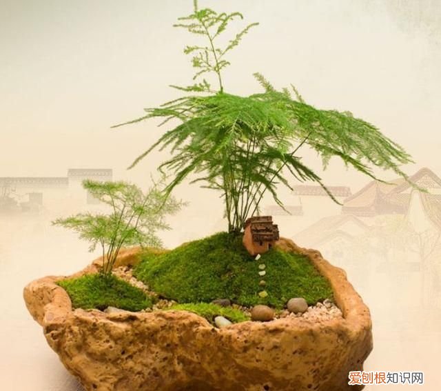 做苔藓盆景需要哪些工具