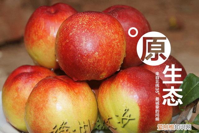 水蜜桃黄桃油桃你喜欢哪种 黄肉油桃产地哪里最好